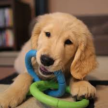 Maybe you would like to learn more about one of these? 8 Safe Chew Toys For Teething Puppies Petmate