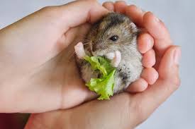 Can Mice Eat Lettuce What You Need To Know Pet Keen
