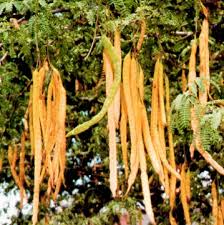 Image result for Pseudoprosopis