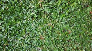 Semporna, lahad datu, kudat, dan kunak. 7 Jenis Rumput Taman Yang Cocok Untuk Pekarangan Rumah