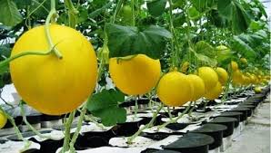 Tanaman buah merupakan jenis tanaman yang menghasilkan buah dan biasanya untuk menanamnya memerlukan beberapa syarat tertentu. Segarnya Tanaman Buah Hidroponik Dengan Harga Mahal