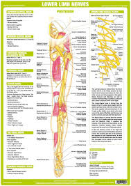 Nerve Anatomy Chart Lower Limb Posterior Nerve Anatomy Nervous System Anatomy Lower Limb