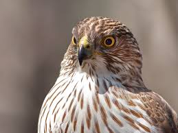 From middle english hauk, hauke, hawke, havek, from old english hafoc (hawk. 18 Magnificent Types Of Hawks And Where To Find Them