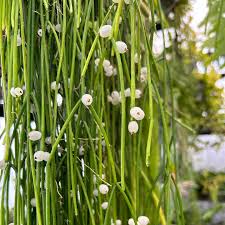 Image result for Halopegia