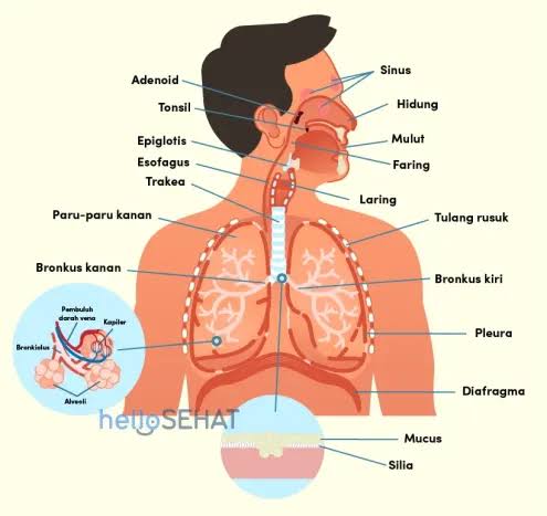 Sistem Pernapasan Manusia: Organ dan Cara Kerjanya