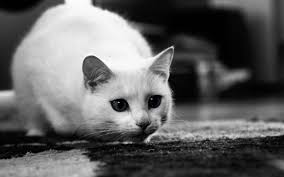 Pour voir tout en noir sans pour autant toucher le fond : Fond D Ecran Noir Et Blanc Gratuit A Telecharger D Un Chat Blanc En Position De Chasse Monchat Ca