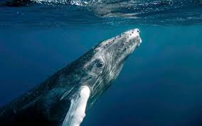 Humpback whales are large mammals. Endangered Humpback Whales Gain New Protections In Pacific Ocean From The U S