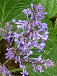 Image result for Plectranthus fruticosus