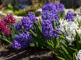 Image result for Hyacinthaceae