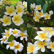 These wonderful plants do exceptionally well in full sun and can even thrive. 100pcs Bag Plumeria Rubra Frangipani Hawaiian Lei Flower Garden Plants Seeds Buy From 21 On Joom E Commerce Platform