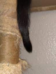 Kitten Sucking And Maybe Chewing On Her Tail Thecatsite