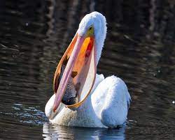 Squadrons glide above the surf along southern and western coasts, rising and falling in a graceful echo of the waves. Pelican The Bird With The Impressive Throat Pouch Cgtn