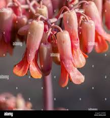 Image result for Kalanchoe latisepala