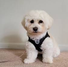 Recipes for 3 year old shihtzu with allergies?