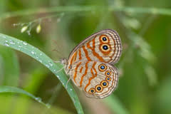 Image result for Bullockia setiflora