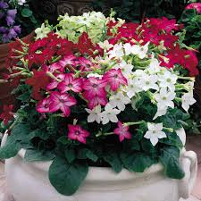 Sow seeds early in the season and cover lightly with 1/8 or less of fine garden or seed starting soil. Nicotiana Perfume Mixed Garden Ready J Parker Dutch Bulbs
