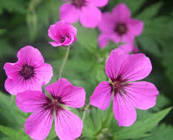 Image result for Geranium `Sandrine`