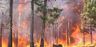Ontario regulation 207/96 (outdoor fires) forest fires prevention act — set fines; Forest Fire Fines Increased In Ontario With Hopes To Deter Risk Takers