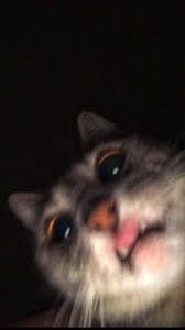  Iphone Wallpaper Android Wallpaper Bayi Hewan Kucing Bayi Gambar Hewan Lucu