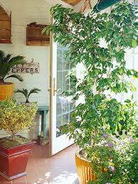 We did not find results for: Consejos Para Guardar Plantas De Exterior En Casa Guia De Jardineria