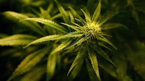 Zuerst einmal bleibt festzustellen, dass das gefahrenpotenzial von cannabis lange zeit drastisch übertrieben wurde; Cannabis Ohne Rauschwirkung Ist Cbd Cannabis Jetzt Legal Oder Nicht Leben Themen Puls