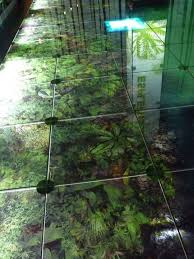 Costa Rica Jade Museum Floor Museum Flooring Costa Rica Flora