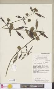 Image result for Hyptis lanceolata