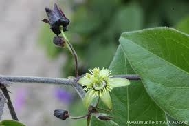 Image result for Passiflora suberosa