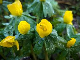 Image result for Moraea spathulata