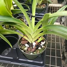 Image result for Dipcadi longifolium