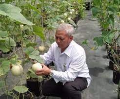 We did not find results for: Budidaya Tanaman Sayuran Daun Dengan Hidroponik