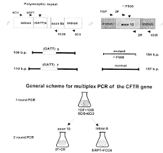 Image result for Delta F508