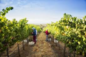 Com notas de vegetal seco e a fruta madura é um vinho tinto bastante agradável. Luis Duarte Vinhos Epice