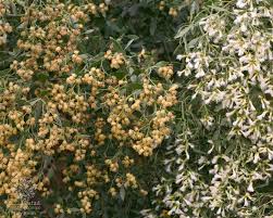 Image result for Nidorella ivifolia