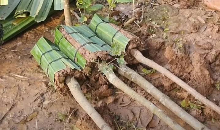 Trồng Sầu Riêng Ở Tây Nguyên