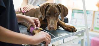 Solfa syllable trombocitopenia linear unit los perros: La Trombocitopenia En Los Perros En Que Consiste Implika