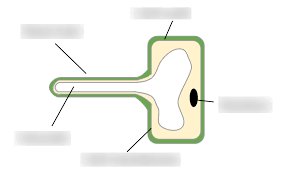 Root hair cells are adapted for taking up water and mineral ions by having a large surface area to increase the rate of absorption. Gcse Biology Root Hair Cell Diagram Diagram Quizlet