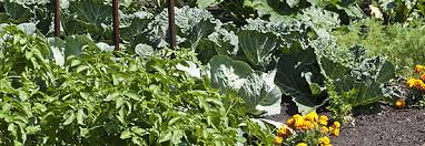 Nein, bei der kartoffelaussaat im garten werden saatkartoffeln in furchen gelegt. Kartoffelanbau Im Garten