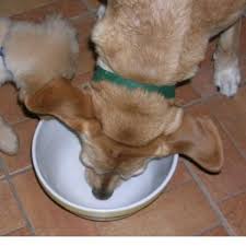 Dogs can develop an upset stomach as a result of a bacterial or viral infection, or from the foods they eat. Dogs With Diarrhea Treat At Home Www Macj Com Br