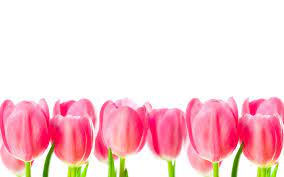 Pink Tulips Kate Spade Desktop Wallpaper Kate Spade Wallpaper Computer Wallpaper Desktop Wallpapers