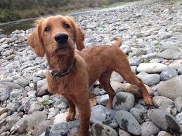 She is ready to go! Red Golden Retriever Florida Usa Cute Doggies And Puppies Free Images