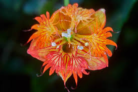 Image result for Tropaeolaceae