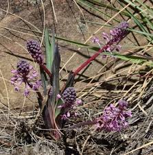 Image result for Ledebouria cooperi