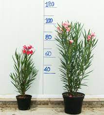 Maybe you would like to learn more about one of these? Le Laurier Rose Tout Savoir Sur Le Nerium Oleander Les Lauriers Du Pont Du Gard Specialiste En Lauriers Roses