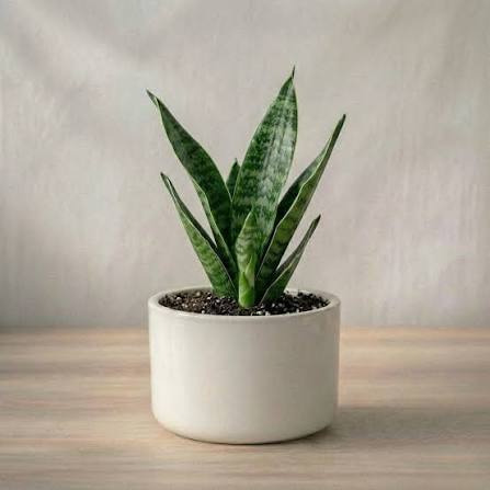 Snake Plant