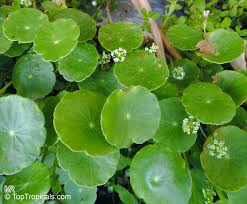 Image result for Hydrocotyle mannii