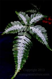 Image result for Pteris preussii