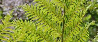 Image result for Cyathea dregei