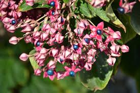 Image result for Clerodendrum melanocrater
