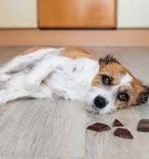 I just need recommendations for decent sites to order from. The Best Pet Health Care Advice From Real Vets Petmd